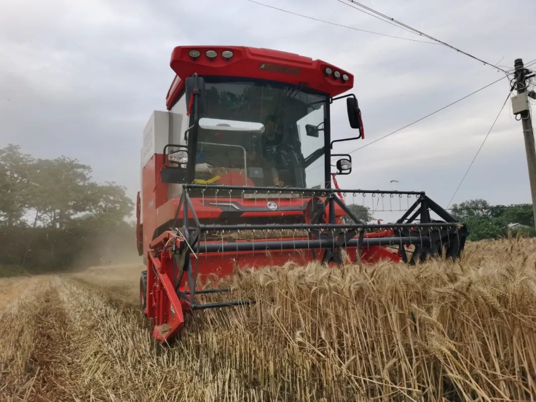 青島平度滿(mǎn)書(shū)山:“牛人”開(kāi)“牛車(chē)” 中聯(lián)收獲哪都好 青島平度滿(mǎn)書(shū)山:“牛人”開(kāi)“牛車(chē)” 中聯(lián)收獲哪都好(圖1)